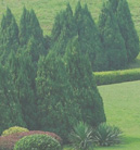 无限拨打短信软件